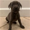 adoptable Dog in miami, FL named Orna