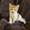 adoptable Cat in miami, FL named Briscoe