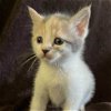 adoptable Cat in miami, FL named Sedona