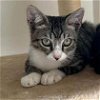 adoptable Cat in miami, FL named Treto