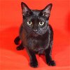 adoptable Cat in miami, FL named Carpal