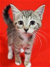 adoptable Cat in miami, FL named Buizel