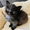 adoptable Cat in miami, FL named Bibarel