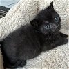 adoptable Cat in miami, FL named Beautifly
