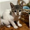 adoptable Cat in miami, FL named Bagon