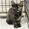 adoptable Cat in , FL named Braviary
