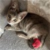 adoptable Cat in miami, FL named Amaura