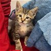 adoptable Cat in miami, FL named Banette