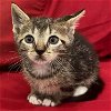 adoptable Cat in miami, FL named Ariado