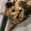 adoptable Cat in miami, FL named Oreanna