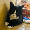 adoptable Cat in miami, FL named Rosaina