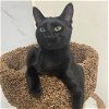 adoptable Cat in miami, FL named Blitzle