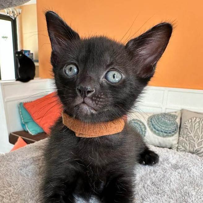 adoptable Cat in Miami, FL named Blackie
