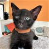 adoptable Cat in miami, FL named Blackie