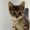 adoptable Cat in miami, FL named Palida