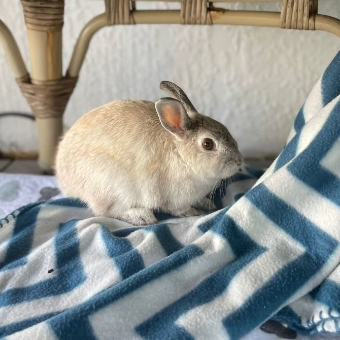 adoptable Rabbit in Miami, FL named Legumi
