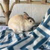 adoptable Rabbit in  named Legumi