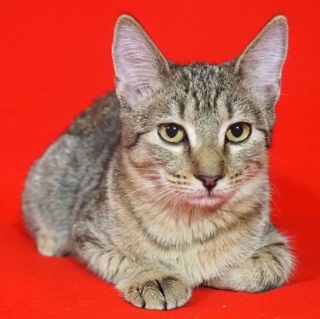 adoptable Cat in Miami, FL named Shamie
