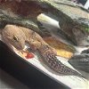 adoptable Gecko in miami, FL named Rokiol