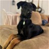 adoptable Dog in miami, FL named Tyra
