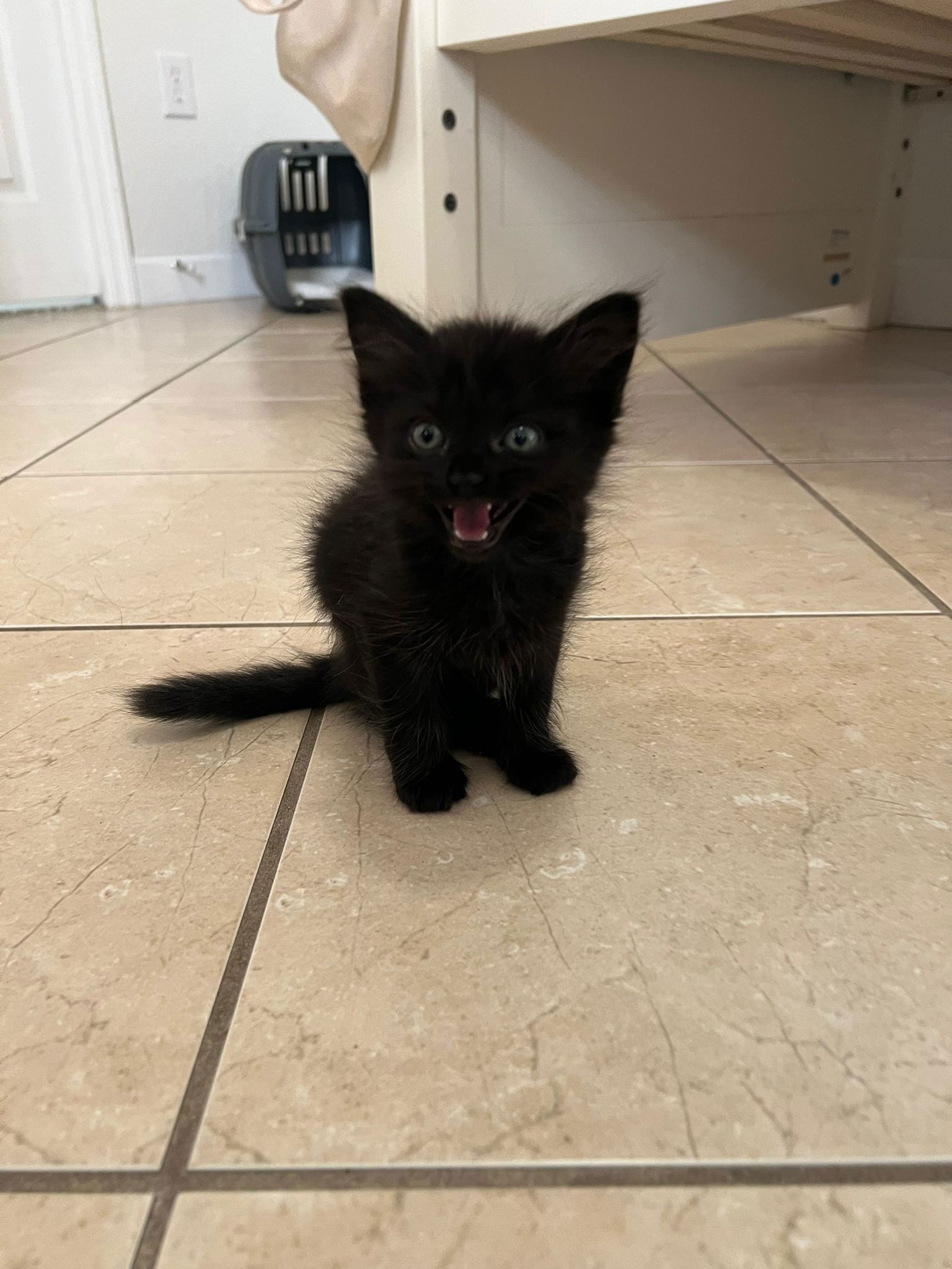 adoptable Cat in Miami, FL named Suki