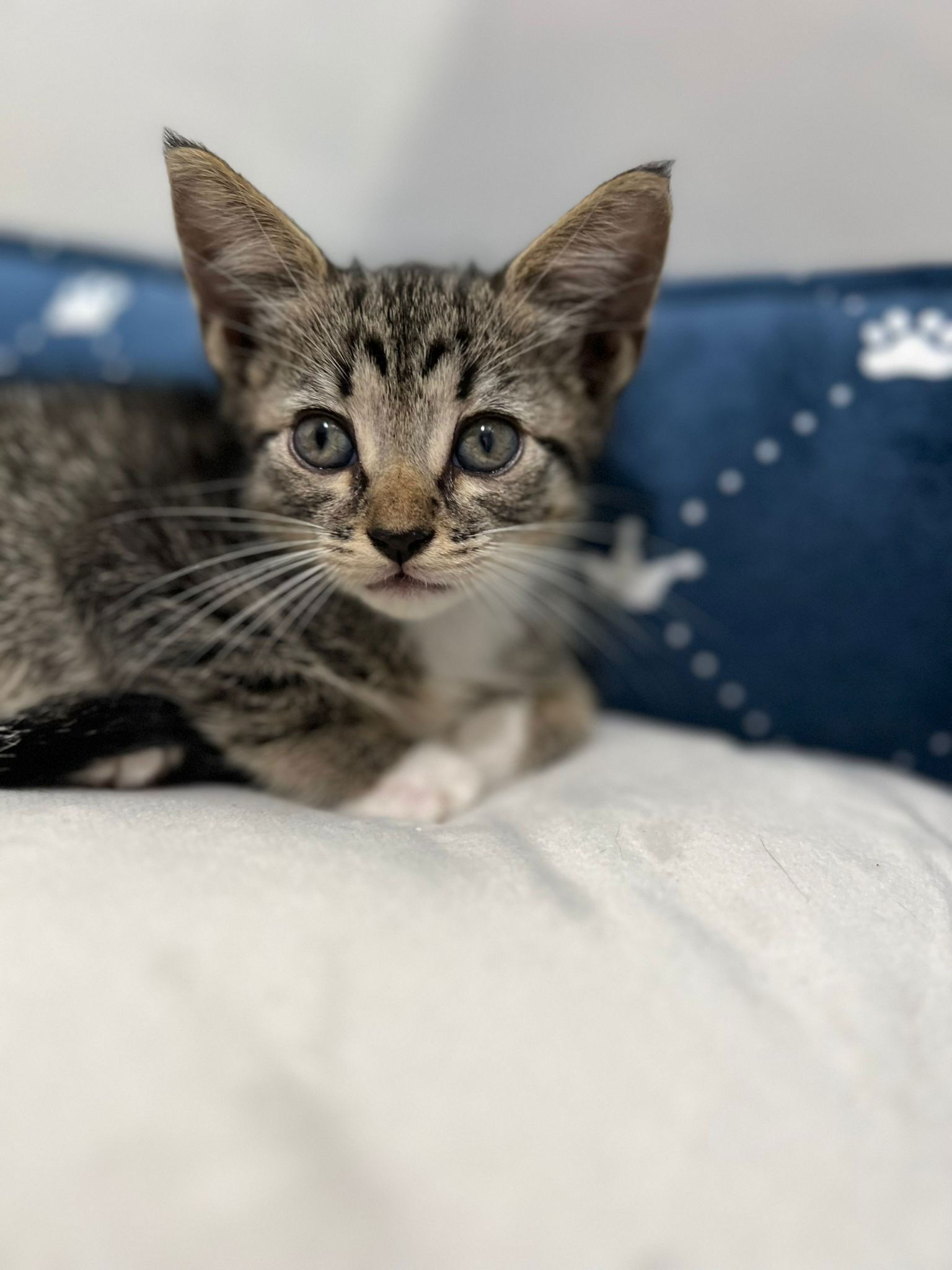 adoptable Cat in Miami, FL named Bonsai