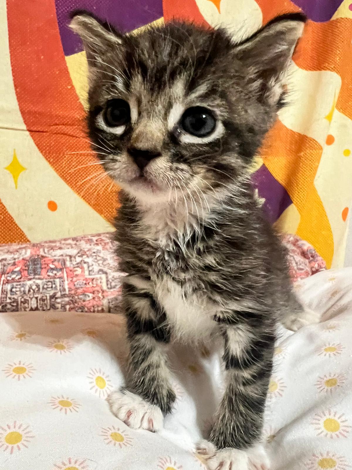 adoptable Cat in Miami, FL named Juniper