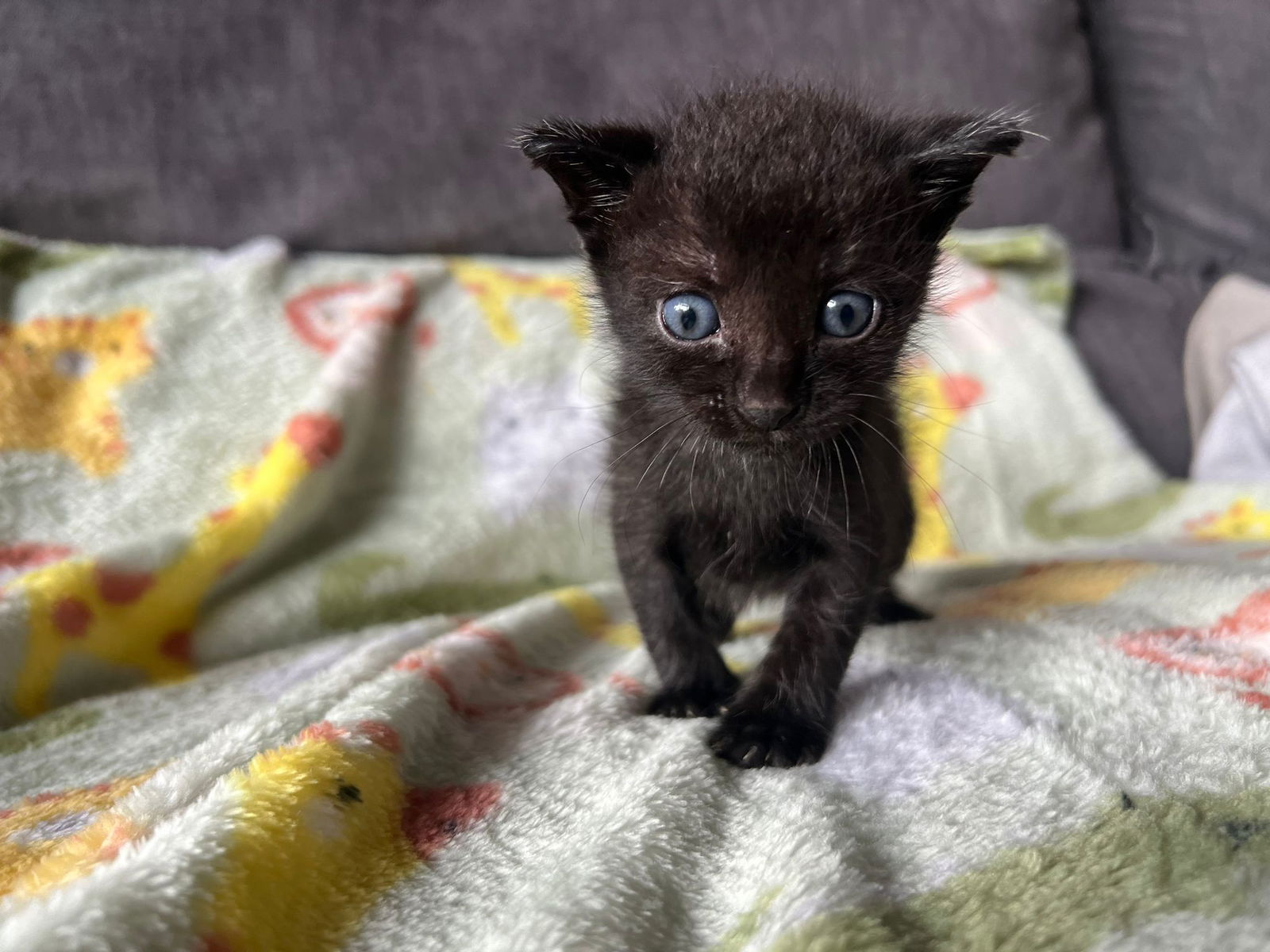 adoptable Cat in Miami, FL named Charcoal