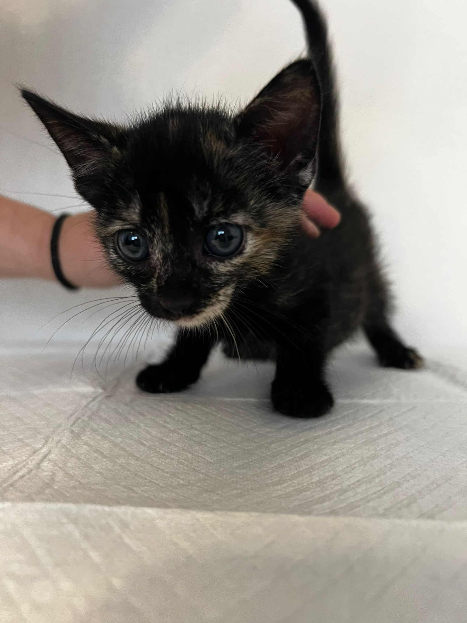 adoptable Cat in Miami, FL named Fawn