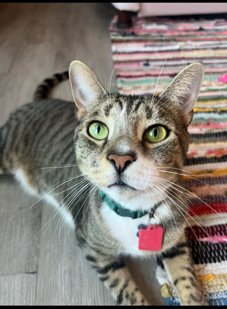 adoptable Cat in Miami, FL named Bucky