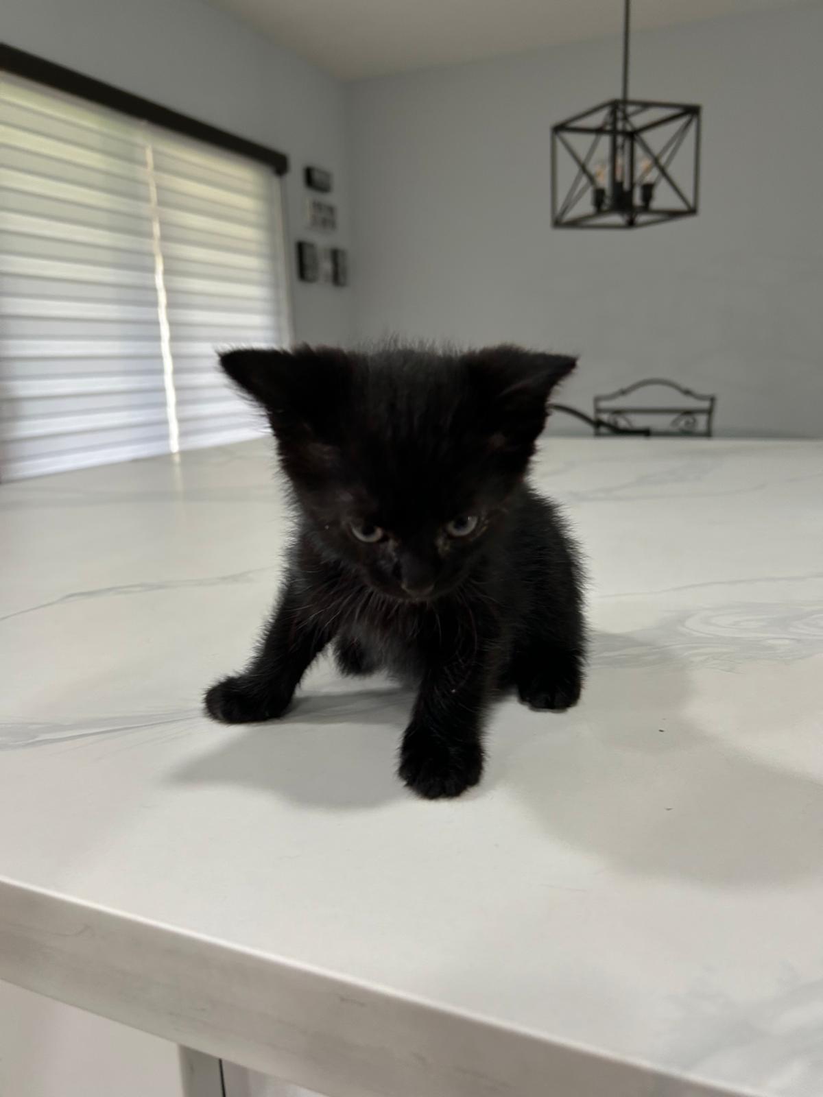 adoptable Cat in Miami, FL named Damsel