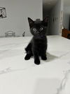 adoptable Cat in Miami, FL named Viv