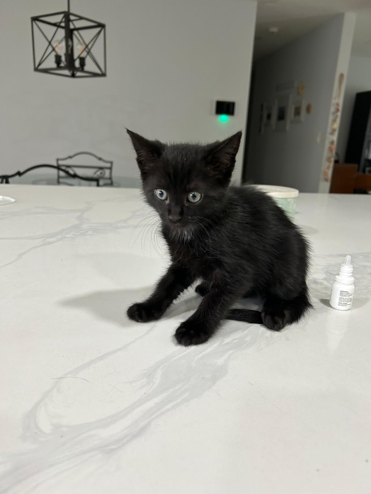 adoptable Cat in Miami, FL named Jewel