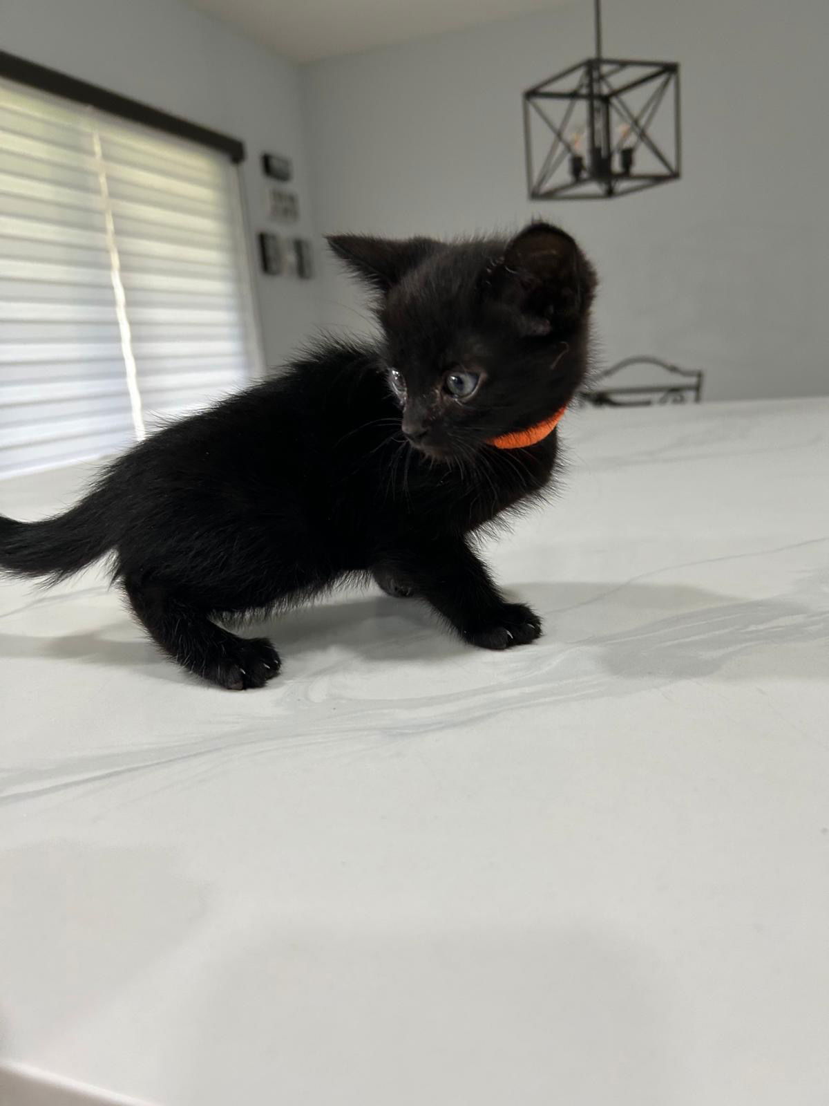 adoptable Cat in Miami, FL named Blitz