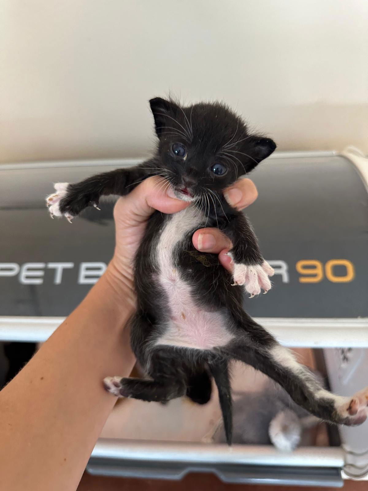 adoptable Cat in Miami, FL named Noir