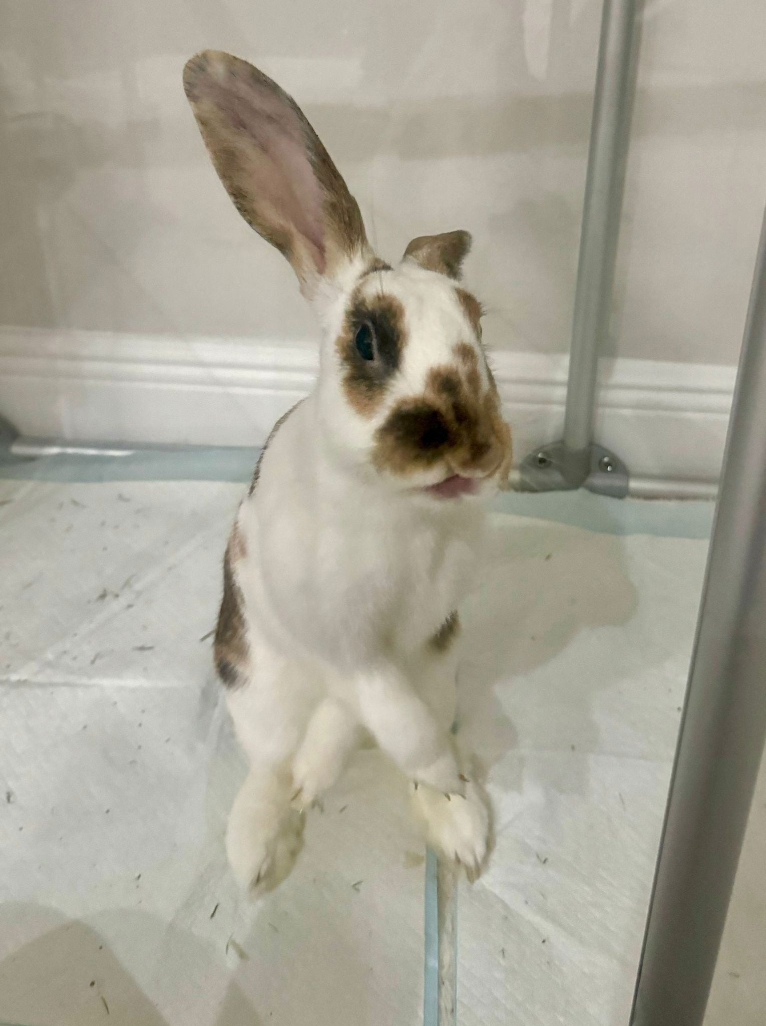 adoptable Rabbit in Miami, FL named Alfie