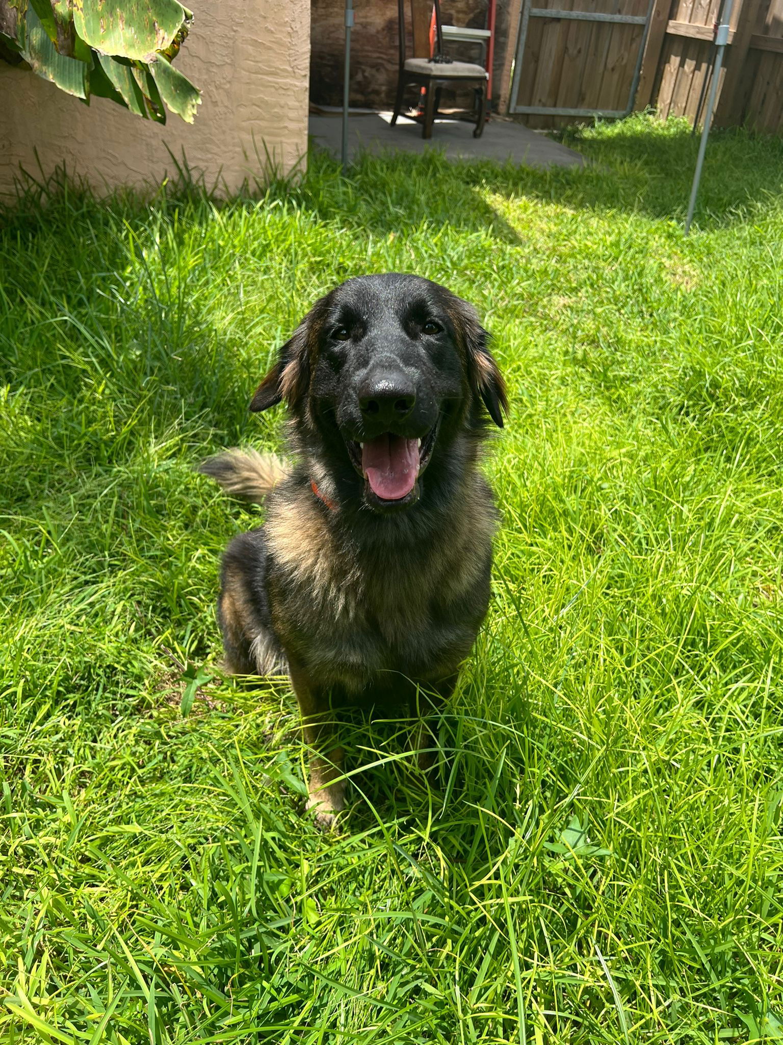 adoptable Dog in Miami, FL named Sahily