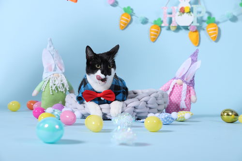 picture of the cat needing adoption