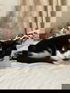 adoptable Cat in  named Hueco