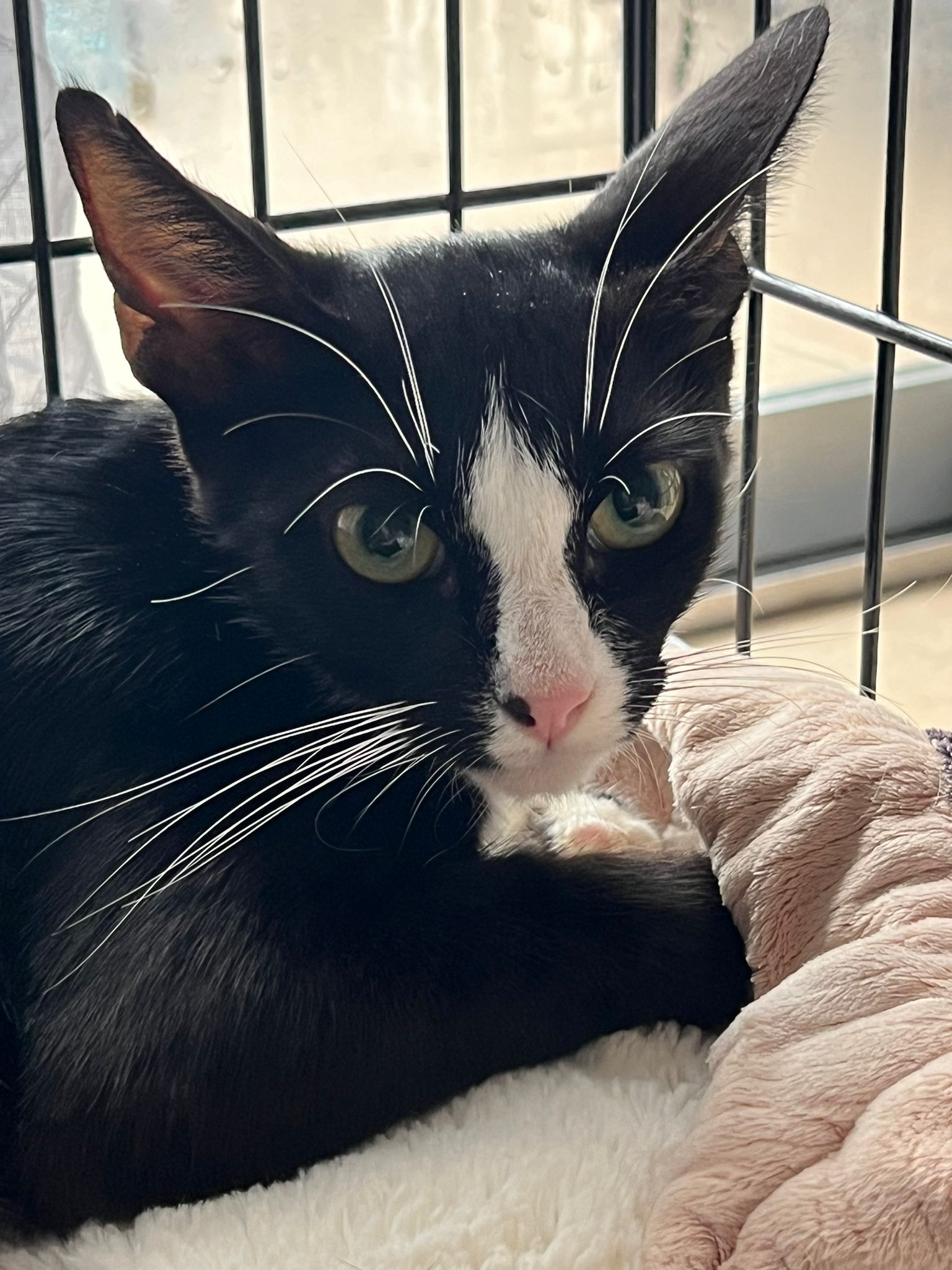 adoptable Cat in Miami, FL named Ally