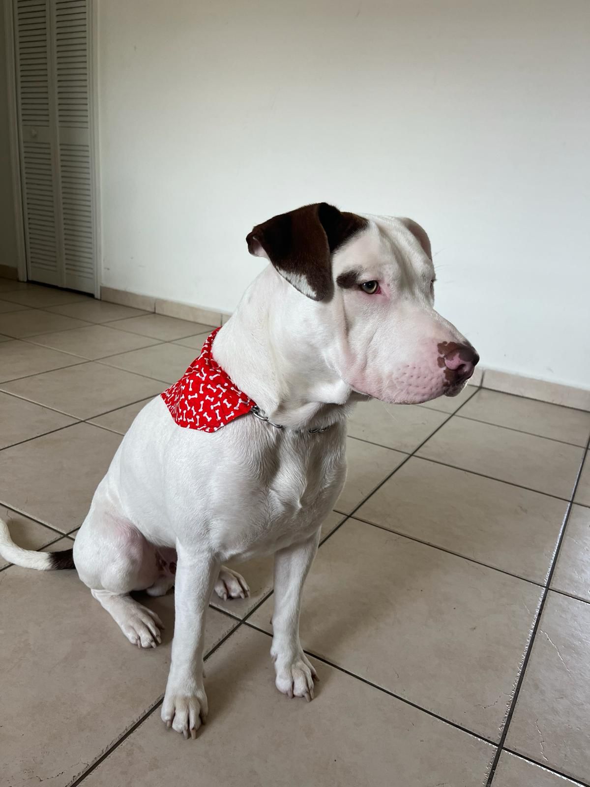 adoptable Dog in Miami, FL named Amko