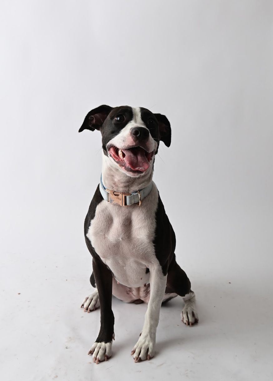 adoptable Dog in Miami, FL named Aceituna