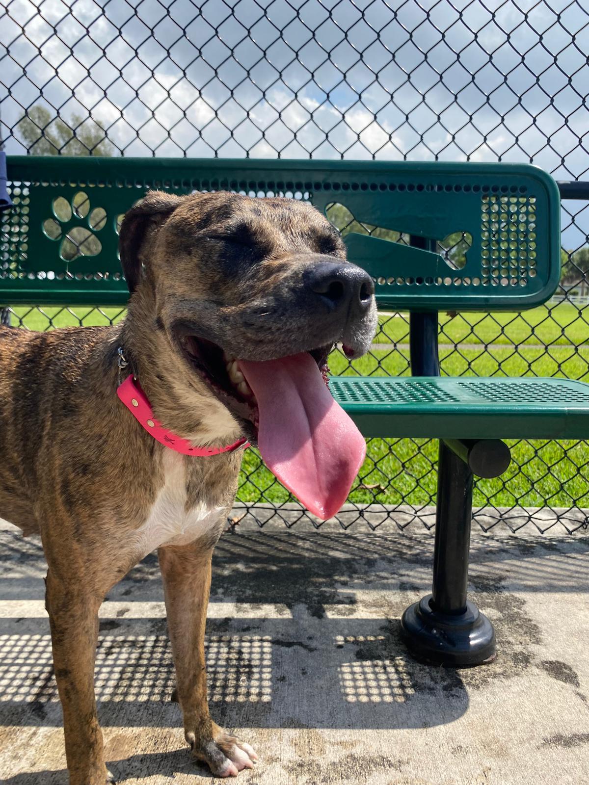 adoptable Dog in Miami, FL named Darla Rose