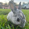 adoptable Rabbit in  named Legumi