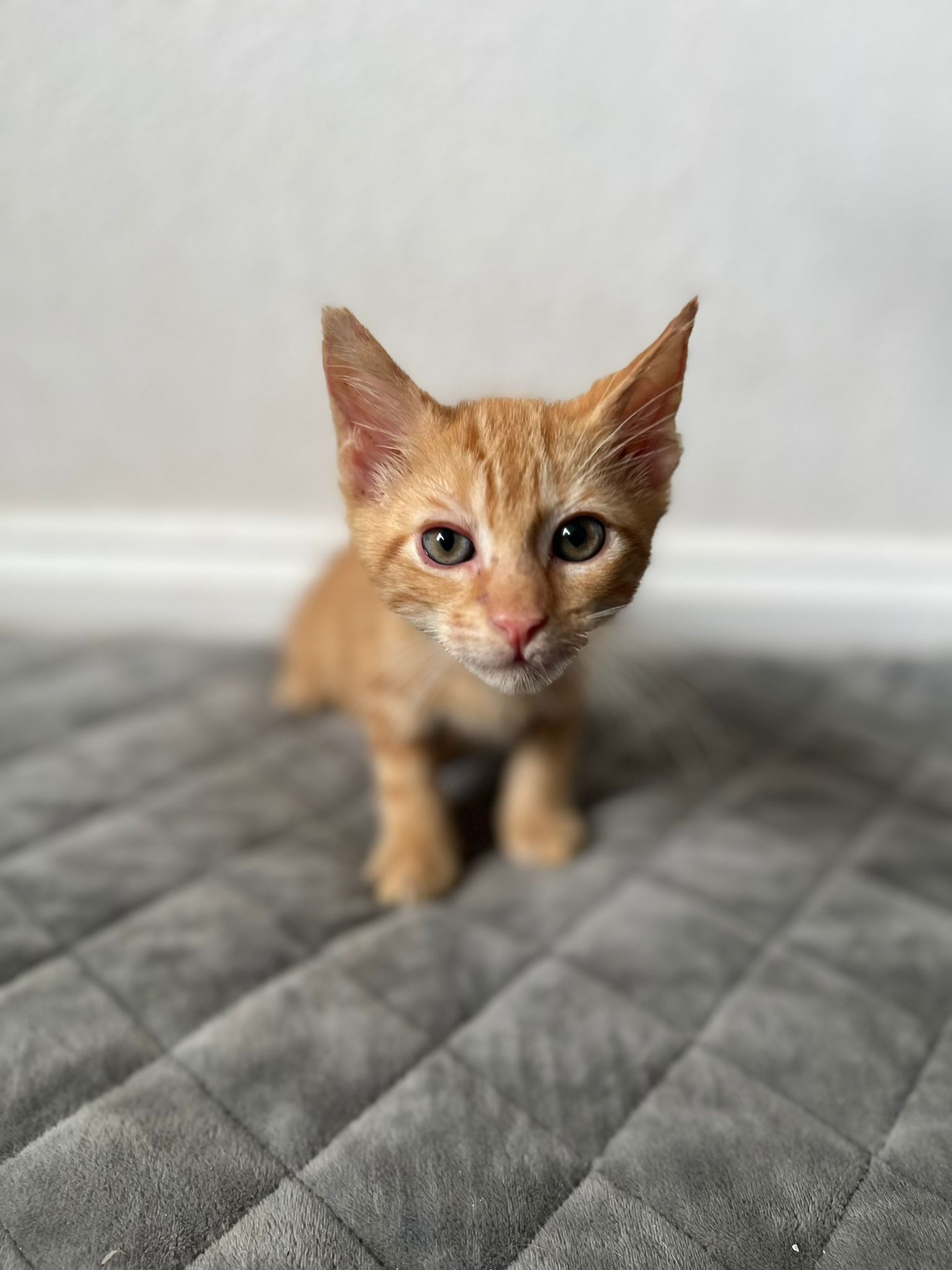 adoptable Cat in Miami, FL named curry