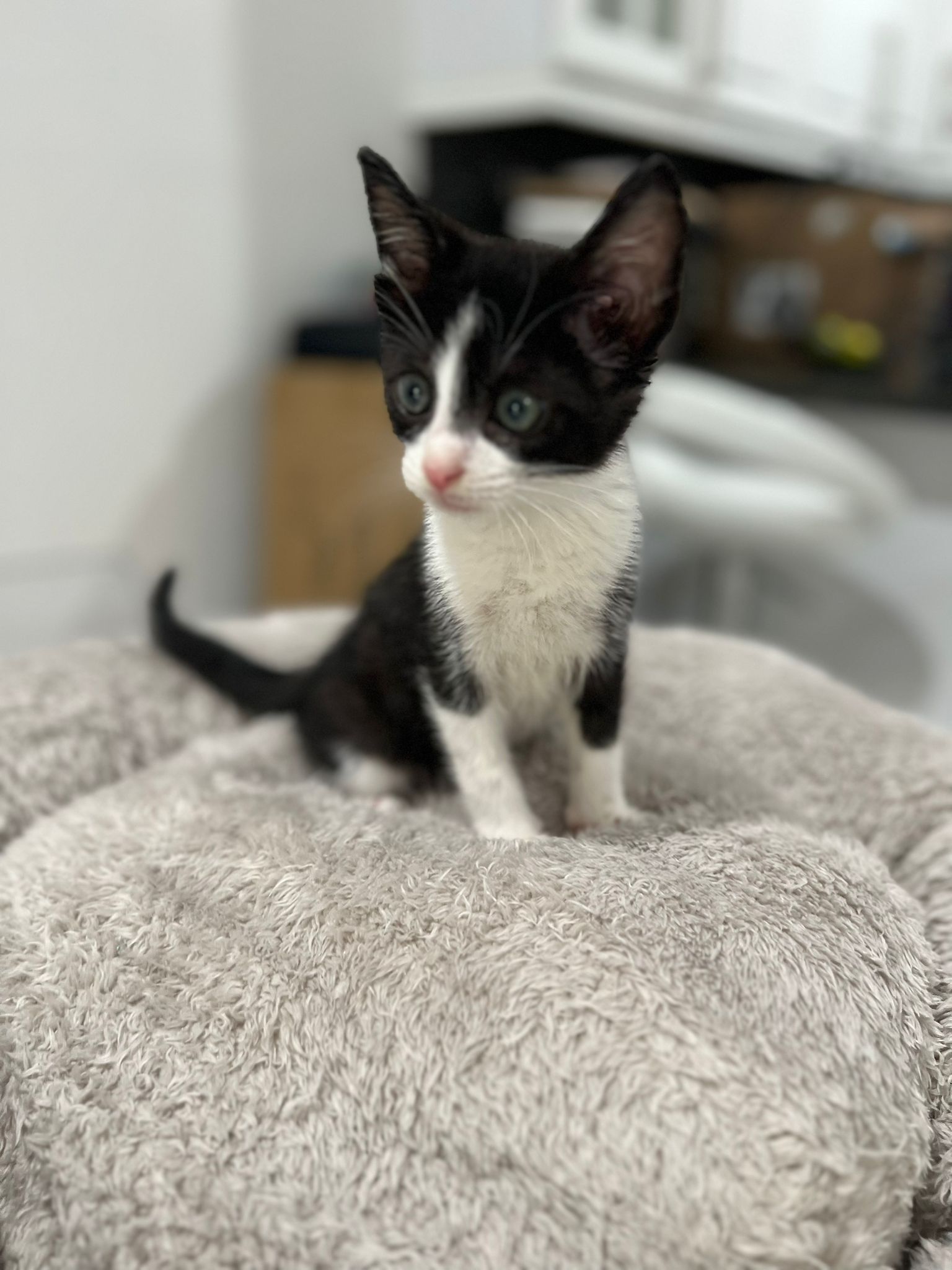 adoptable Cat in Miami, FL named Sneaky