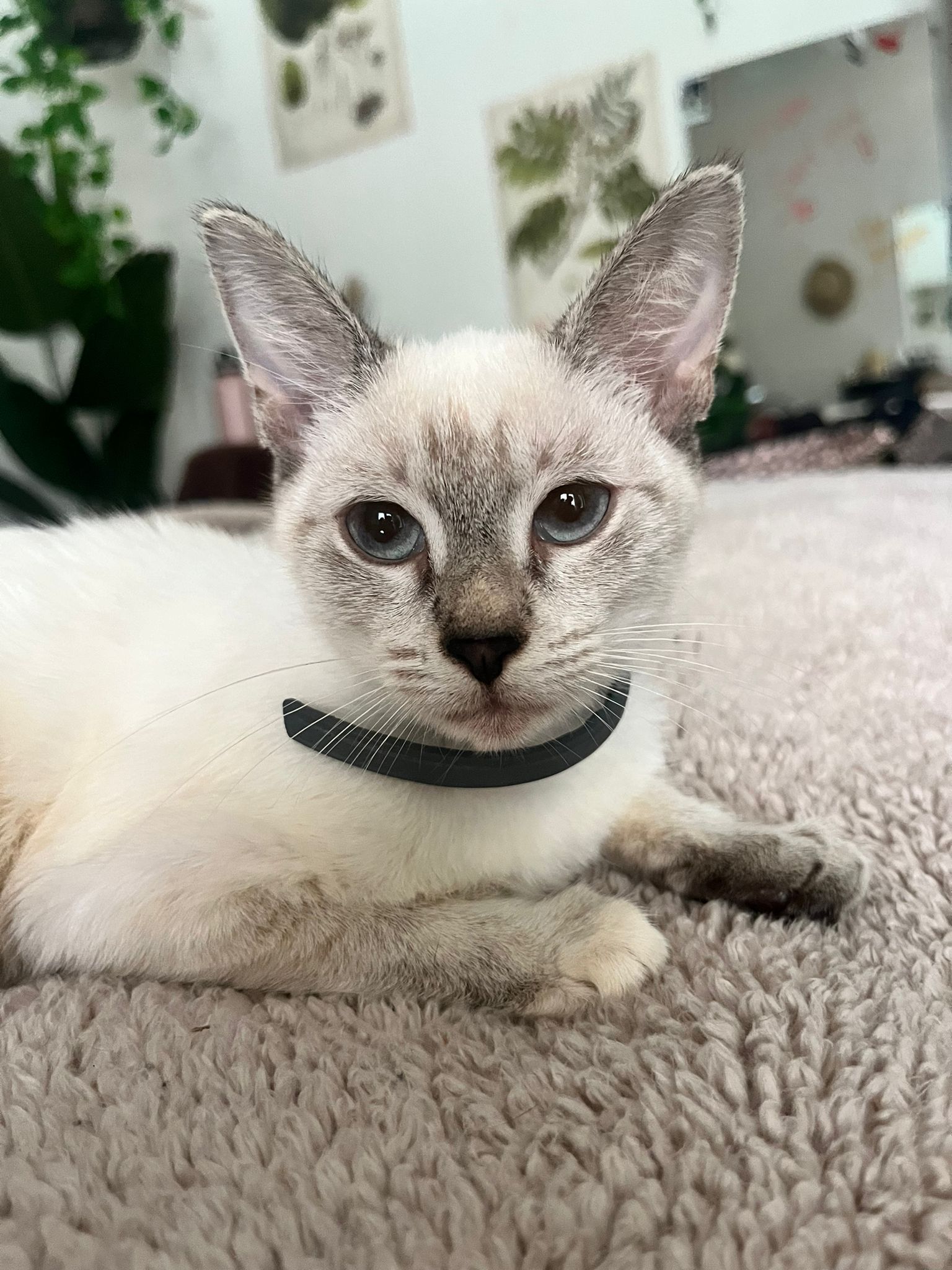 adoptable Cat in Miami, FL named Cielos