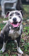 adoptable Dog in Miami, FL named Juliana