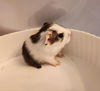 adoptable Guinea Pig in  named Purry