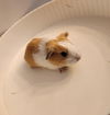 adoptable Guinea Pig in  named Popcorn